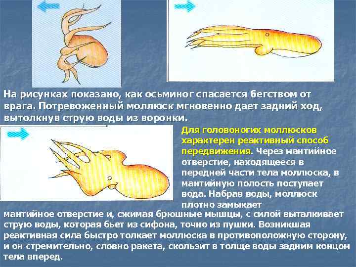 На рисунках показано, как осьминог спасается бегством от врага. Потревоженный моллюск мгновенно дает задний