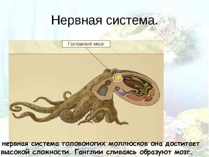 нервная система головоногих моллюсков она достигает высокой сложности. Ганглии сливаясь образуют мозг. 