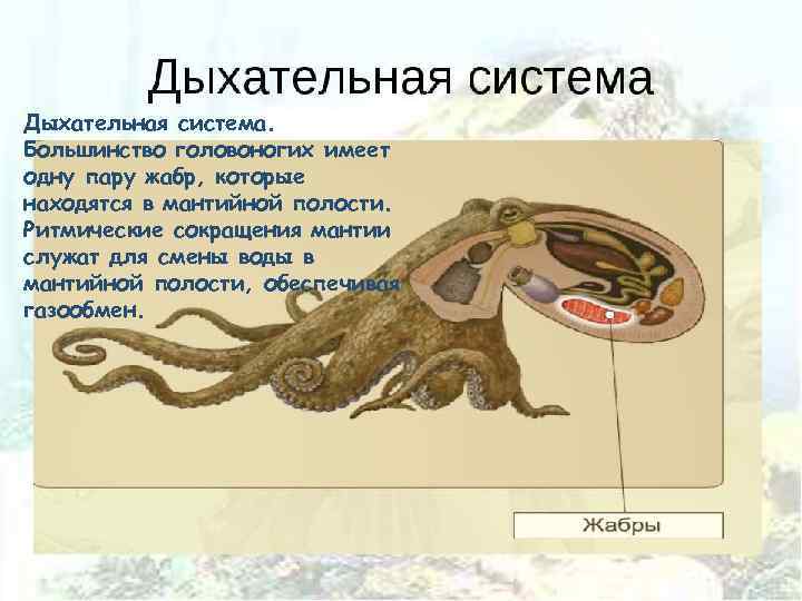 Дыхательная система. Большинство головоногих имеет одну пару жабр, которые находятся в мантийной полости. Ритмические