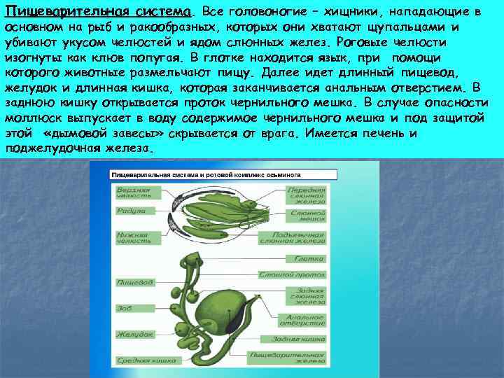 Пищеварительная система. Все головоногие – хищники, нападающие в основном на рыб и ракообразных, которых