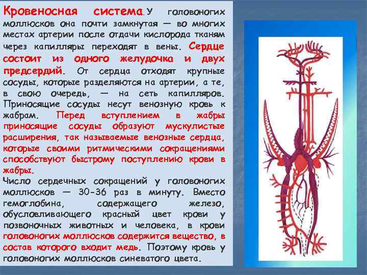 Кровеносная система. У головоногих моллюсков она почти замкнутая — во многих местах артерии после