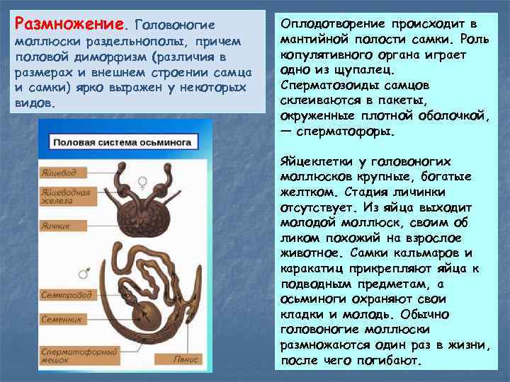 Размножение. Головоногие моллюски раздельнополы, причем половой диморфизм (различия в размерах и внешнем строении самца