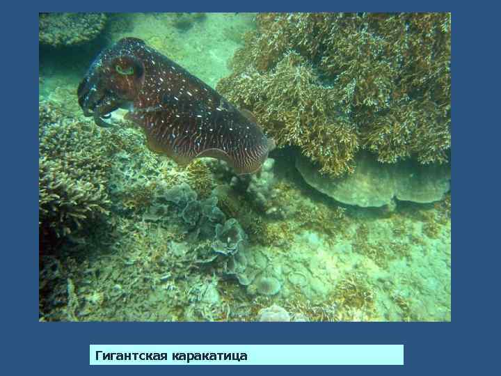 Гигантская каракатица 