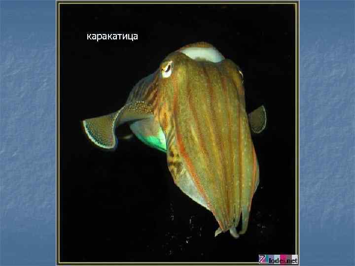 каракатица 