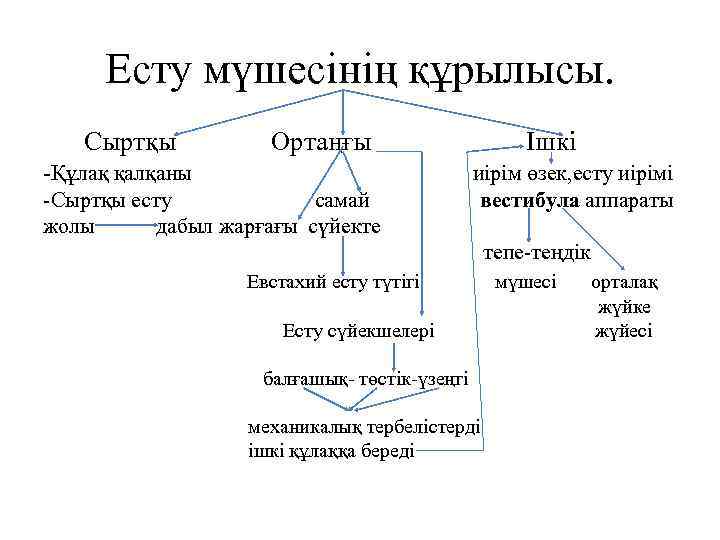 Есту мүшесінің құрылысы. Сыртқы Ортаңғы -Құлақ қалқаны -Сыртқы есту самай жолы дабыл жарғағы сүйекте