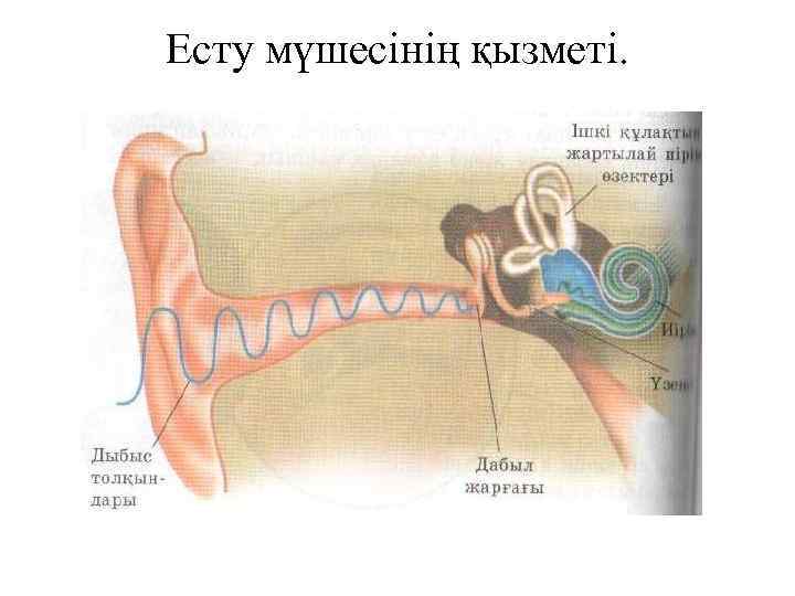 Есту мүшесінің қызметі. 