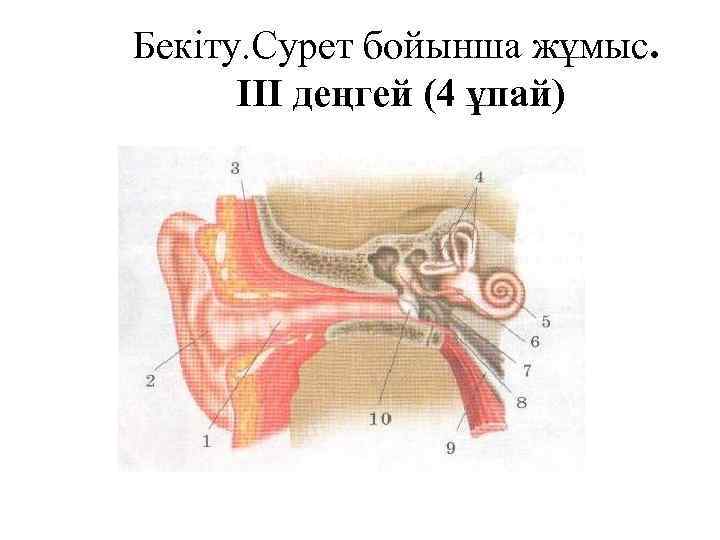 Бекіту. Сурет бойынша жұмыс. III деңгей (4 ұпай) 