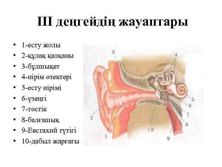 III деңгейдің жауаптары • • • 1 -есту жолы 2 -құлақ қалқаны 3 -бұлшықет