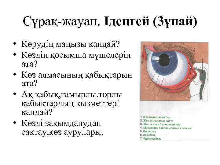 Сұрақ-жауап. Iдеңгей (3ұпай) • Көрудің маңызы қандай? • Көздің қосымша мүшелерін ата? • Көз
