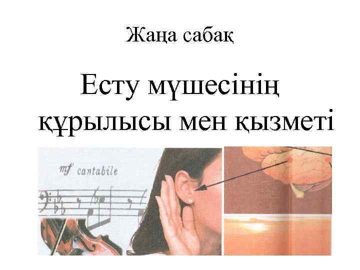 Жаңа сабақ Есту мүшесінің құрылысы мен қызметі 