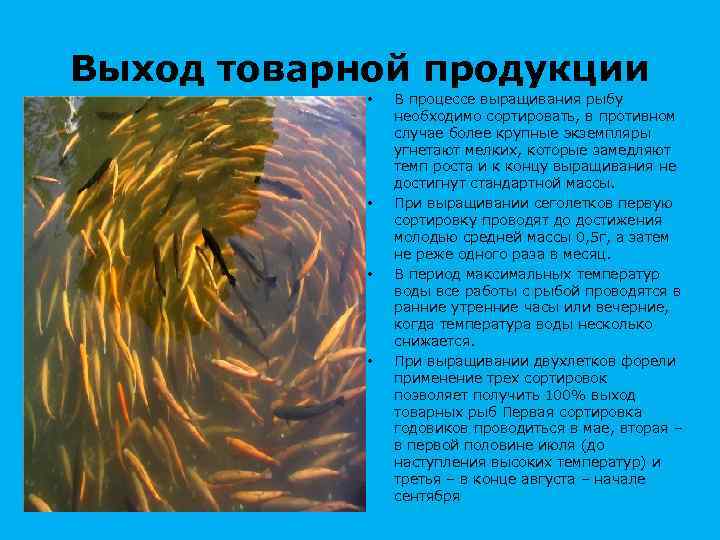 Выход товарной продукции • • В процессе выращивания рыбу необходимо сортировать, в противном случае