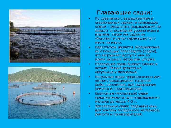Плавающие садки: • • • По сравнению с выращиванием в стационарных садках, в плавающих