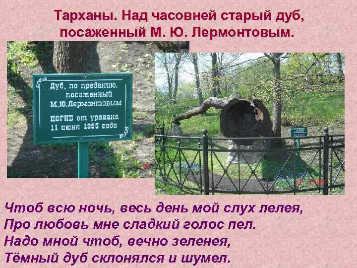 Тарханы. Над часовней старый дуб, посаженный М. Ю. Лермонтовым. Чтоб всю ночь, весь день