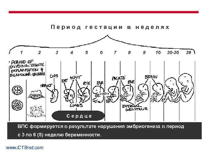 Период гестации в неделях 1 2 3 4 5 6 7 8 9 16