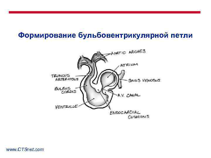 Формирование бульбовентрикулярной петли www. CTSnet. com 