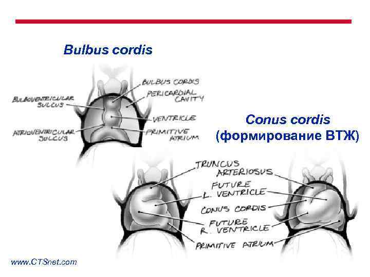 Bulbus cordis Conus cordis (формирование ВТЖ) www. CTSnet. com 