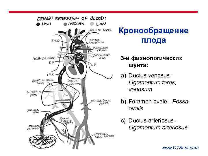 Кровообращение плода 3 -и физиологических шунта: a) Ductus venosus Ligamentum teres, venosum b) Foramen