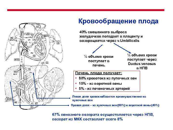 Кровообращение плода 40% смешанного выброса желудочков попадает в плаценту и возвращается через v. Umbilicalis