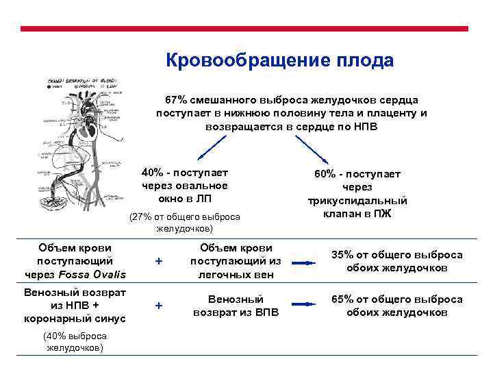 Кровообращение плода 67% смешанного выброса желудочков сердца поступает в нижнюю половину тела и плаценту