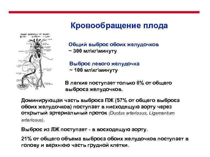 Кровообращение плода Общий выброс обоих желудочков ~ 300 млкгминуту ПП Выброс левого желудочка ~