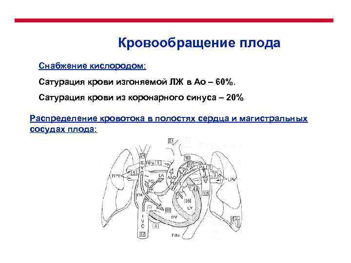 Кровообращение плода Снабжение кислородом: Сатурация крови изгоняемой ЛЖ в Ао – 60%. ПП Сатурация