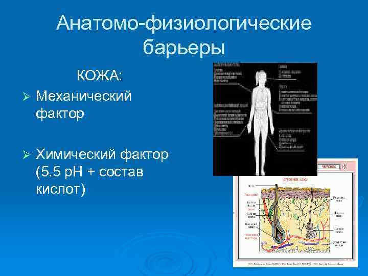 Анатомо-физиологические барьеры КОЖА: Ø Механический фактор Ø Химический фактор (5. 5 р. Н +