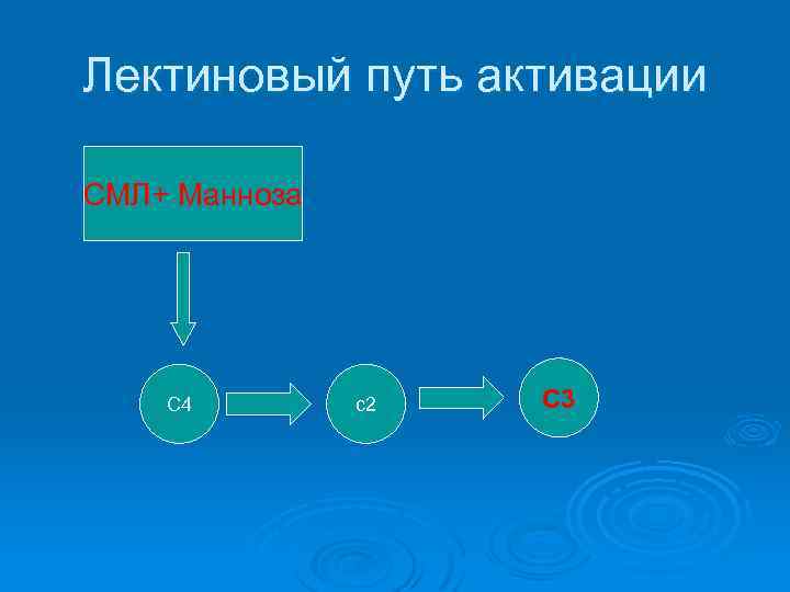 Лектиновый путь активации СМЛ+ Манноза С 4 с2 С 3 
