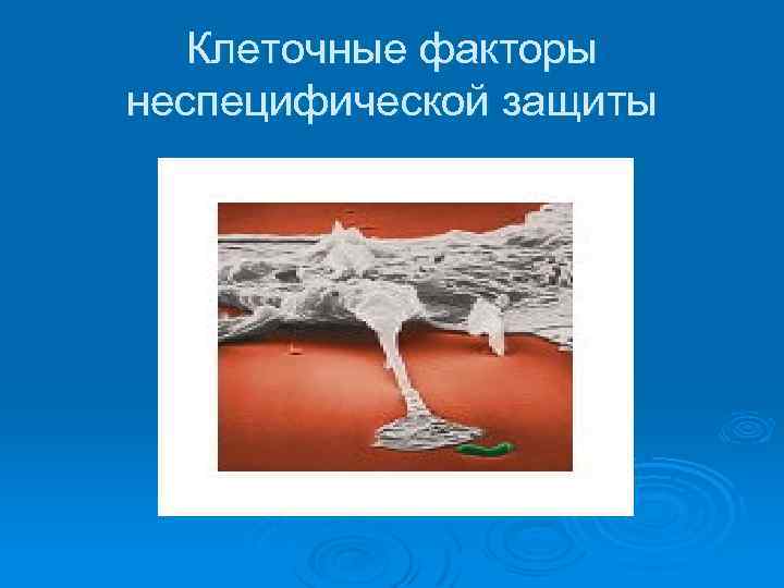 Клеточные факторы неспецифической защиты 