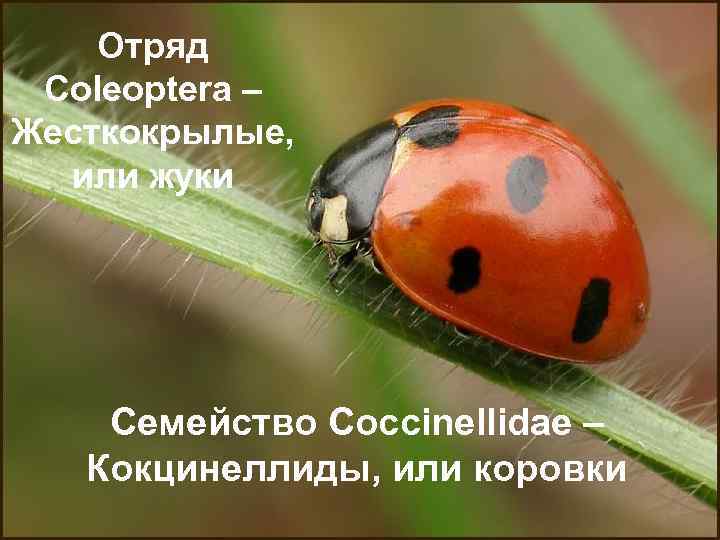 Отряд Coleoptera – Жесткокрылые, или жуки Семейство Coccinellidae – Кокцинеллиды, или коровки 