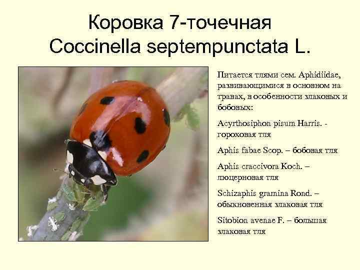 Коровка 7 -точечная Coccinella septempunctata L. Питается тлями сем. Aphidiidae, развивающимися в основном на