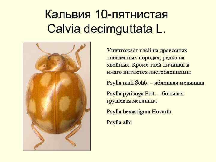 Кальвия 10 -пятнистая Calvia decimguttata L. Уничтожает тлей на древесных лиственных породах, редко на