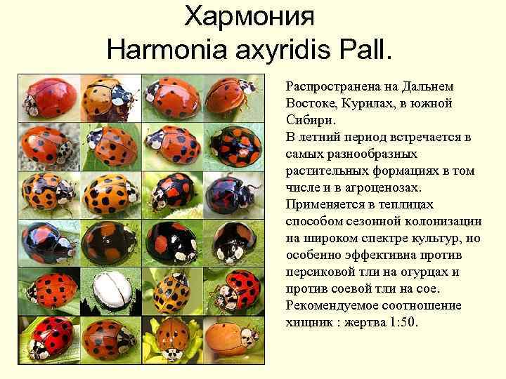 Хармония Harmonia axyridis Pall. Распространена на Дальнем Востоке, Курилах, в южной Сибири. В летний