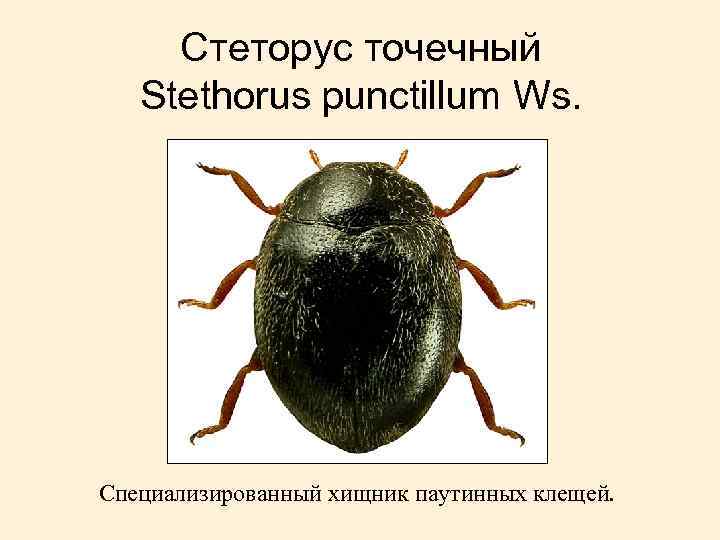 Стеторус точечный Stethorus punctillum Ws. Специализированный хищник паутинных клещей. 