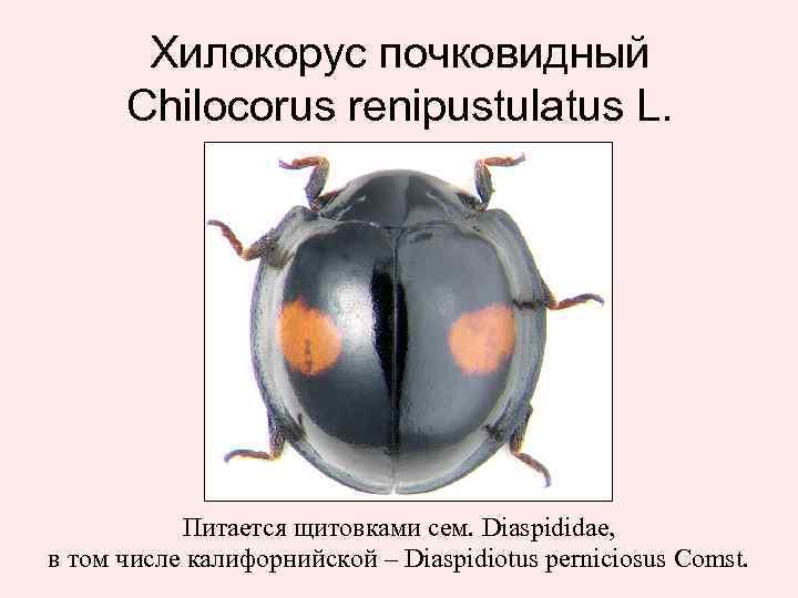 Хилокорус почковидный Chilocorus renipustulatus L. Питается щитовками сем. Diaspididae, в том числе калифорнийской –