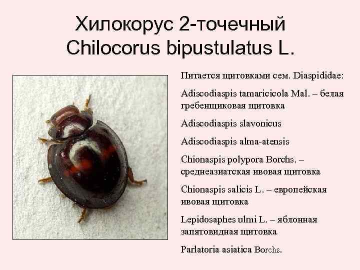 Хилокорус 2 -точечный Chilocorus bipustulatus L. Питается щитовками сем. Diaspididae: Adiscodiaspis tamaricicola Mal. –