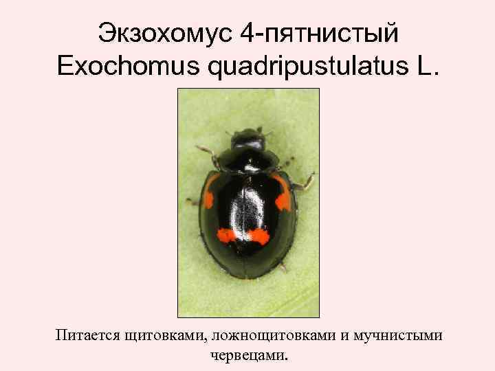 Экзохомус 4 -пятнистый Exochomus quadripustulatus L. Питается щитовками, ложнощитовками и мучнистыми червецами. 