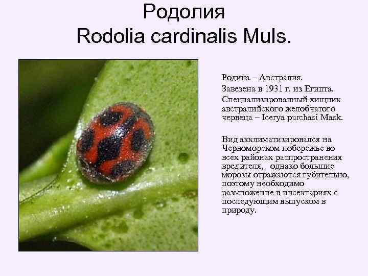 Родолия Rodolia cardinalis Muls. Родина – Австралия. Завезена в 1931 г. из Египта. Специализированный