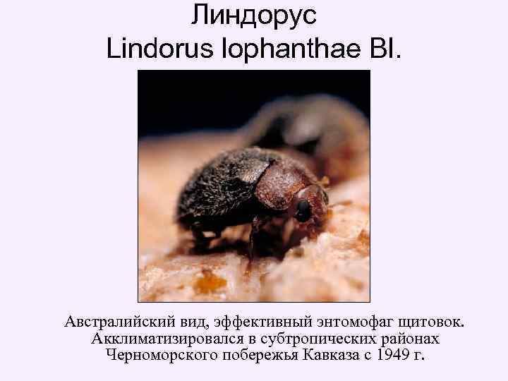 Линдорус Lindorus lophanthae Bl. Австралийский вид, эффективный энтомофаг щитовок. Акклиматизировался в субтропических районах Черноморского