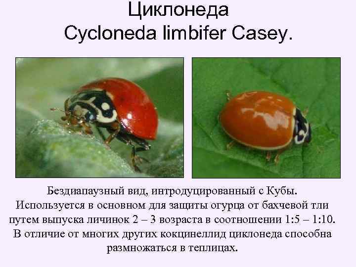 Циклонеда Cycloneda limbifer Casey. Бездиапаузный вид, интродуцированный с Кубы. Используется в основном для защиты
