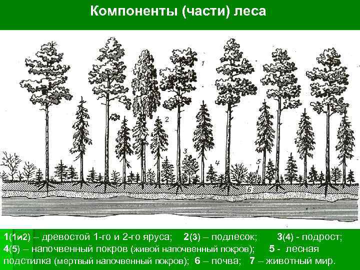 От каких факторов зависит ярусность леса. Ярусность древостоя леса. Дреаостой подроси подоесок. Ярусность соснового леса схема. Структура древостоя.