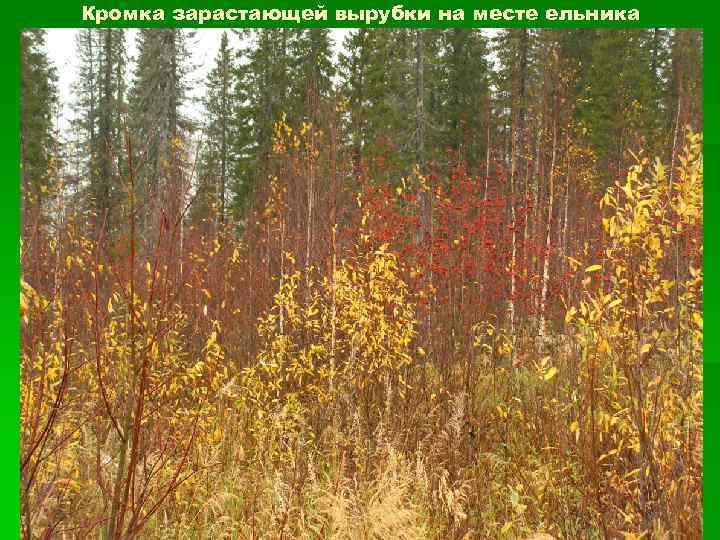 Кромка зарастающей вырубки на месте ельника 