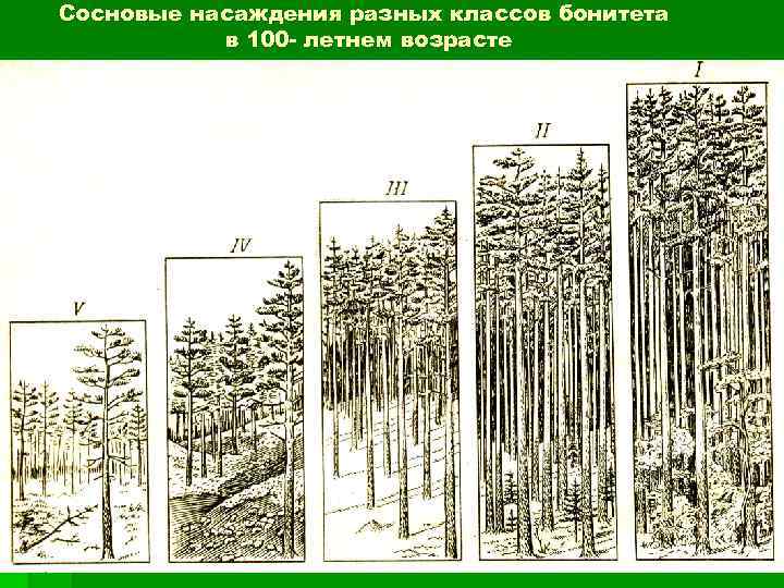 Приложение бонитет