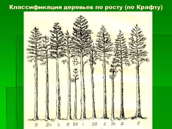 Классификация деревьев