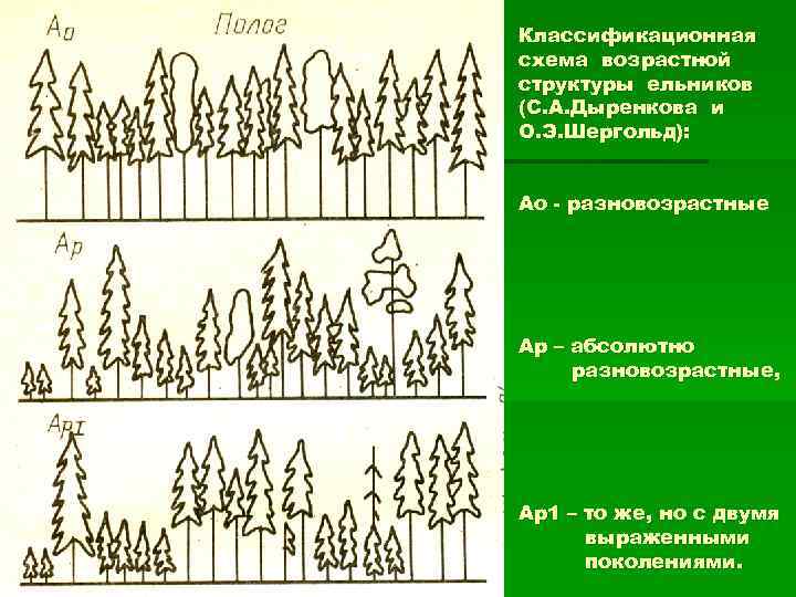 Развитие леса