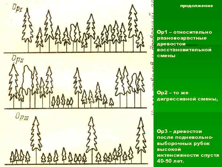 Развитие леса. Этапы развития леса. Этапы роста леса. Стадии роста леса. Возрастная структура древостоев.