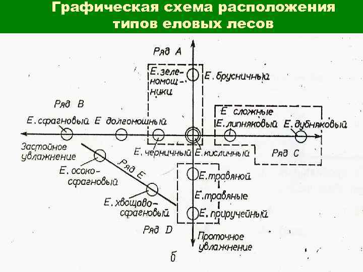 Графическая схема расположения типов еловых лесов 