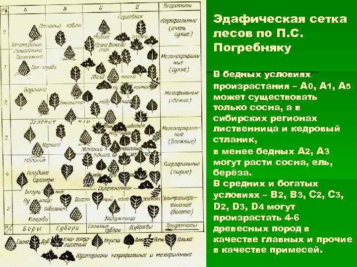 Эдафическая сетка лесов по П. С. Погребняку В бедных условиях произрастания – А 0,