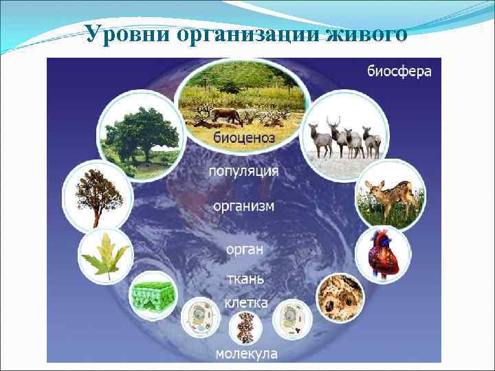 Уровни организации живого 