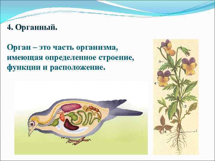 4. Органный. Орган – это часть организма, имеющая определенное строение, функции и расположение. 