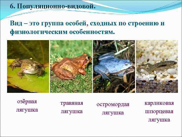 6. Популяционно-видовой. Вид – это группа особей, сходных по строению и физиологическим особенностям. озёрная